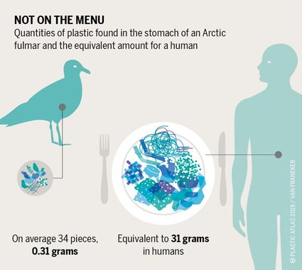 Depiction of how much plastic animals and humans end up eating.