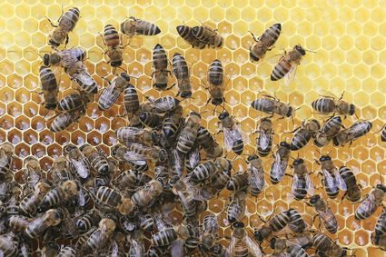 A honeycomb with bees at work.