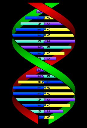 A simple model of the DNA molecule