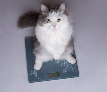 Cat on a weighing scale.