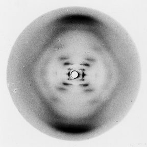 Photo 51, an X-ray diffraction pattern that supported the theoretical model of DNA