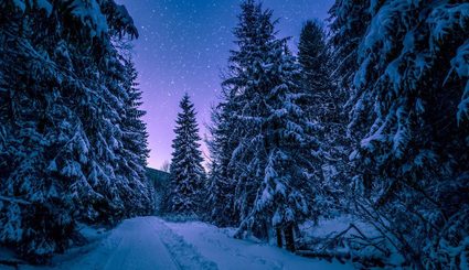 Beautiful snowy forest on a Christmas night.