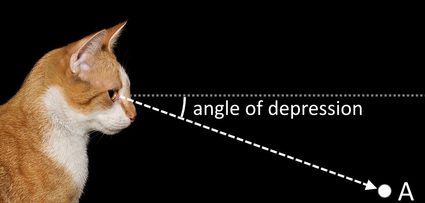 Ilustração mostrando o ângulo de depressão feito pela linha de visão de um gato em direção a um ponto.