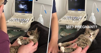 Cat being surprised by its pregnancy.