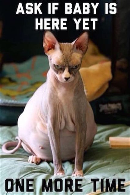 Angry pregnant sphinx cat.