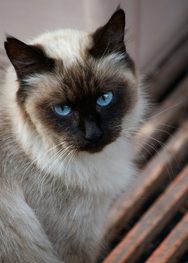 Balinese cat breed.