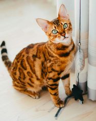Bengal cat breed.