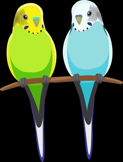 Illustration of the bird parakeet or budgie.