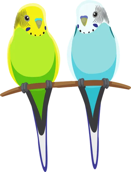 Illustration of the bird parakeet or budgie.