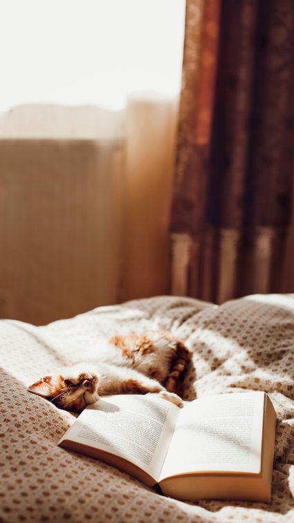 A cat lying on a bed with a book.