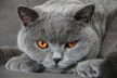 British Shorthair.