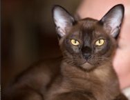 Burmese cat beerd.