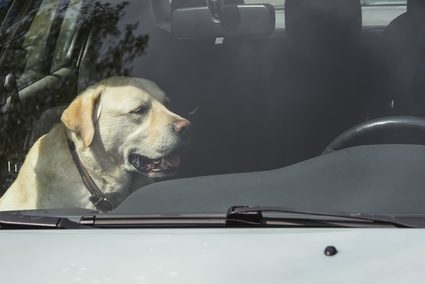 Zdjęcie psa zamkniętego w samochodzie.