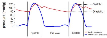 Graph of blood pressure, showing the systole and diastole phases.