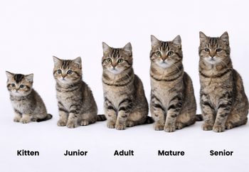 Five life stages of a cat shown side by side: kitten, junior, adult, mature, and senior.