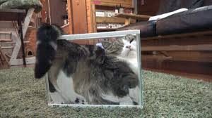 Chat dans une boîte transparente.