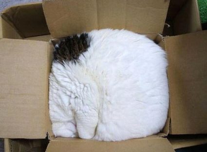 Gato em uma caixa de papelão