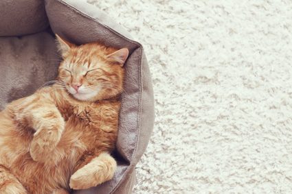 A cat relaxing on a bed.