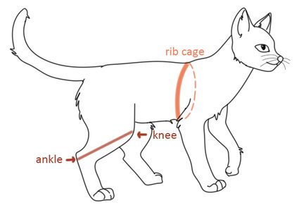 Image of a cat with measuring guides going a) around the 9th rib and from and b) from the knee to the ankle of the lower back's leg