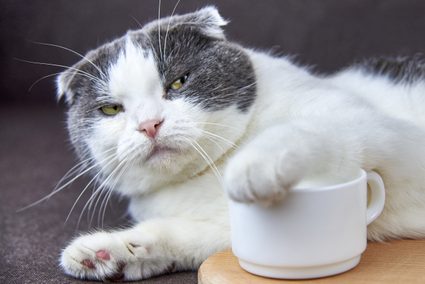 A grumpy cat with a paw on a small white mug, lying on a wooden surface against a dark background.