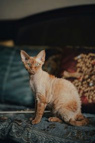 Cornish Rex cat breed.