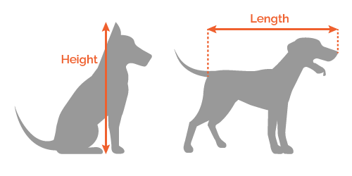 How to measure length and height  of your dog.