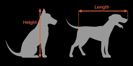 How to measure length and height  of your dog.