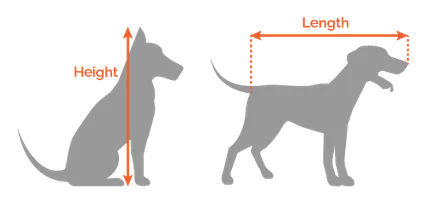 How to measure length and height of your dog.