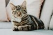 Domestic Shorthair.