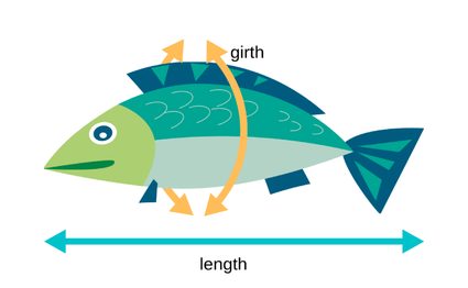Fish measurements, marked fish length and girth.