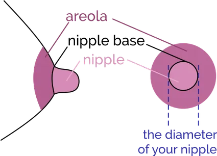 Picture shows that your nipple size is the diameter of your nipple at its base.