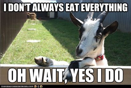Make sure the pregnant goats are well fed.