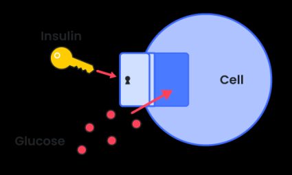 Insulin shown as a key that lets the glucose particles into the cell.