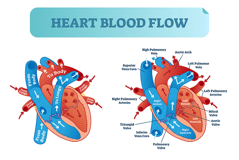diagram of the human heart