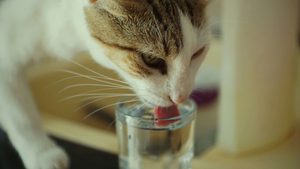 Increased thirst as a sign of kidney disease in cats