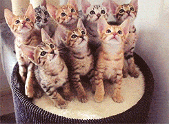 bunch of kittens
