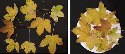 Leaves on the table and leaves on the round paper plate.