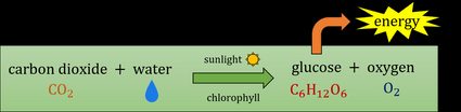 A scheme of a photosynthesis process.