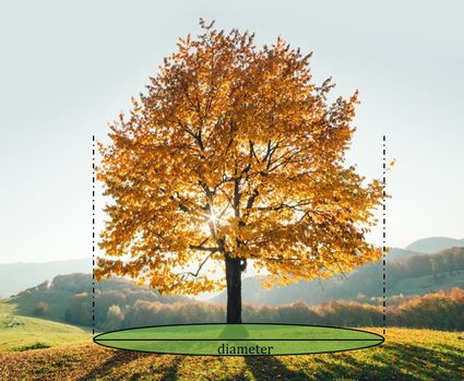 Picture showing how to measure the area beneath tree crown.