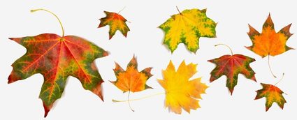 Leaves in different colors.