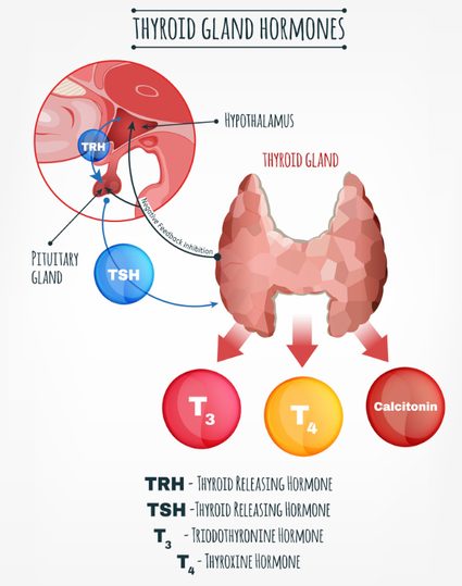 Scheme of thyroid system functioning - thyroid gland, pitiuary gland and hypothalamus shown.