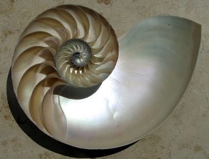 logarithmic pattern shell of a nautilus
