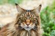 Maine Coon.