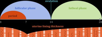 Quando avviene l'impianto durante il ciclo mestruale?