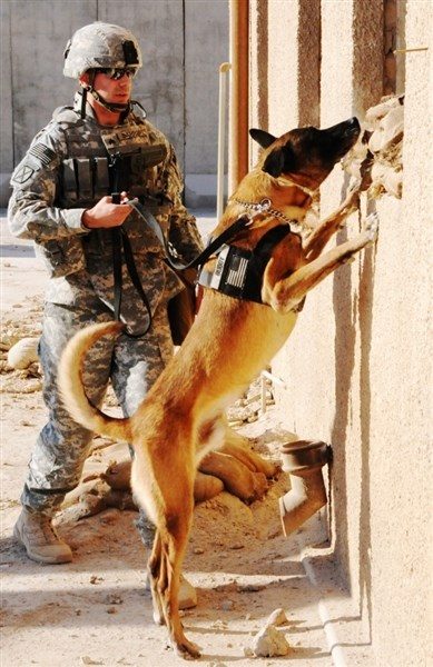 Military dog doing its job!