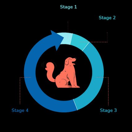 Uma imagem mostrando o ciclo de cio de uma cadela.
