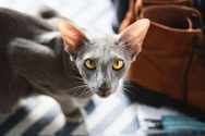 Oriental Shorthair cat breed.