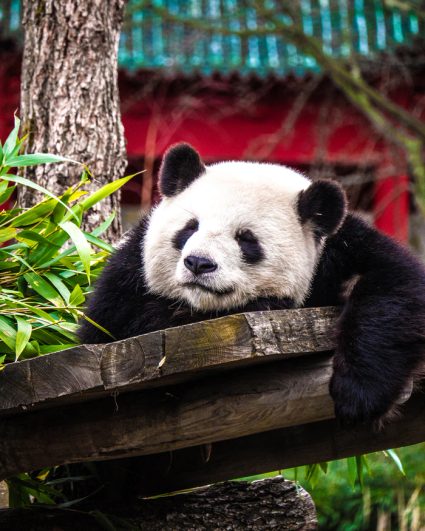 Quarantine silver linings calculator: the pandas are doing great!