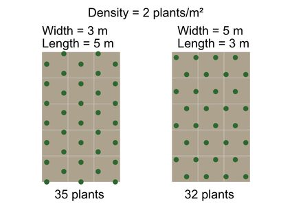 Una imagen que muestra dos formas de orientar un marco de plantación tresbolillo sobre un área.