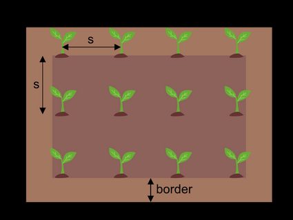 Squared plant spacing grid.